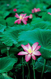 Waterlelies zoals de lotusbloem zijn er in overvloed in Kakadu National Park.