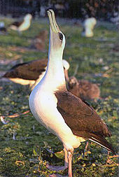 Le pointage du ciel est l'une des danses d'accouplement les plus connues des albatros.