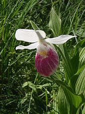 De diepe zak van de vrouwelijke pantoffel orchidee vangt een bij voor een korte tijd, zodat deze de bloem bestuift.  