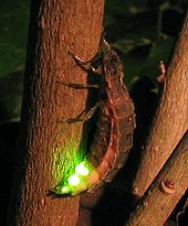 Large firefly (Lampyris noctiluca), female at midsummer lure-lighting