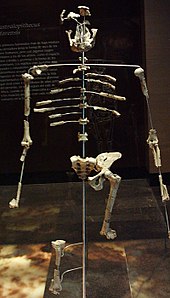 "Lucy", the skeleton of an Australopithecus afarensis