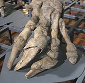 Left forefoot of Megatherium with the typical four rays
