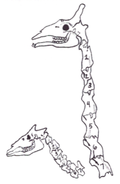Comparison of the cervical spine of okapi (left) and giraffes (right)