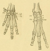 Hand (left) and foot (right) of a Schliefer, the taxeopode (serial) arrangement of the hand and tarsal bones is clearly visible.