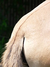 Upper rump of the tail of the Przewalski's horse with the characteristic short hairs and the eel line