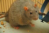 Een laboratorium rattenstam die bekend staat als een Zucker rat. Deze ratten worden gefokt om genetisch gevoelig te zijn voor diabetes, dezelfde ziekte die bij mensen voorkomt.
