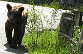 Free living brown bear near Sinaia, Romania