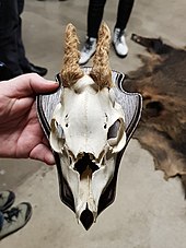 horns with basal skin