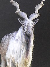The screw goat lives in the mountains of Pakistan