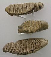Molar teeth of elephants in comparison. Top: African elephant. Middle: Asian elephant. Bottom: Woolly mammoth.