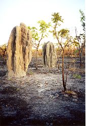 Kathedraalheuvels van termieten in een gebied dat zwartgeblakerd is door de jaarlijkse bosbranden in het park.