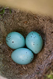 Três ovos em um ninho
