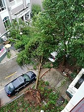 Tajfun Lekima wykorzenił drzewo w Xianju County, Zhejiang.