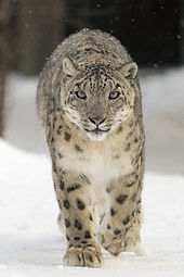 Snow leopards are threatened with extinction in Pakistan