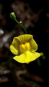 Utricularia gibba имеет 3% некодируемой ДНК, что является низким для цветковых растений.