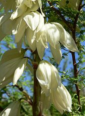 Deze yucca bloemen zijn goed voor mottenbestuiving omdat ze ondersteboven hangen.