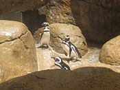 Pingüinos de Magallanes en el zoo de Potter Park  