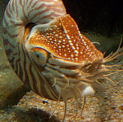 Tentáculos Nautilus