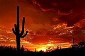 Saguaro no Sunset do Saguaro National Park Rincon District a leste de Tucson, Arizona