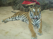 Amur (Siberische) tijger in de dierentuin  