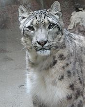 Leopardo de las nieves en el zoo  