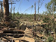 Minst trettio personer dödas i ett tornadoutbrott på påskdagen i sydöstra USA (på bilden syns skadorna i Livingston, South Carolina).  