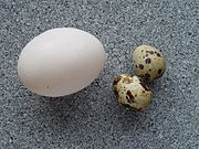 Ägg av vanlig vaktel (Coturnix coturnix), jämfört med hönsägg.  