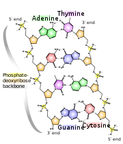  Chemische structuur van DNA. De fosfaatgroepen zijn geel, de desoxyribonucleaire suikers zijn oranje, en de stikstofbasen zijn groen, paars, roze en blauw. De getoonde atomen zijn: P=fosfor O=zuurstof H=waterstof  