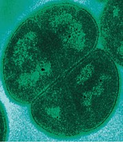 The very radiation-tolerant bacterium Deinococcus radiodurans even survives above the ozone layer.