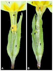 Dissektion av thrum- och pinblommor av Primula vulgaris  