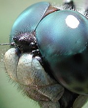 Head of a dragonfly with compound eye and ocelli