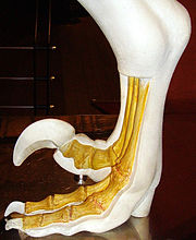 Egy tipikus dromaeoszaurusz lábfejcsontjainak modellje