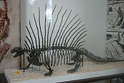 Edaphosaurus