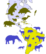 Contoh spesies migran di kedua benua Amerika. Siluet hijau zaitun = spesies Amerika Utara dengan nenek moyang Amerika Selatan; siluet biru = spesies Amerika Selatan yang berasal dari Amerika Utara.