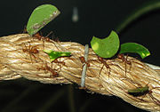 Semut pemotong daun Atta cephalotes
