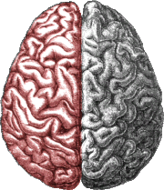 Tak wygląda normalny ludzki mózg, gdy patrzy się w dół na czubek głowy człowieka. (Widok z góry) Są dwie strony zwane półkulami. W większości migrenowych bólów głowy jest jednostronny, co oznacza, że jest on w jednej półkuli. W tym przypadku jest to lewa półkula.