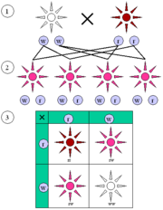 Figura 3: Os alelos coloridos de Mirabilis jalapa não são dominantes ou recessivos. (1) A geração dos pais. (2) Geração F1. (3) Geração F2. Os alelos "vermelho" e "branco" juntos fazem um fenótipo "rosa" , resultando numa proporção 1:2:1 de vermelho :rosa :branco na geração F2.