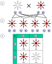 Figura 1: Fenótipos dominantes e recessivos. (1) Geração dos pais. (2) Geração F1. (3) Geração F2. Os fenótipos dominante (vermelho ) e recessivo (branco) são parecidos na geração F1 e mostram uma proporção de 3:1 na geração F2.