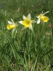 Narcisa este un simbol al lunii martie, când începe primăvara în emisfera nordică.  