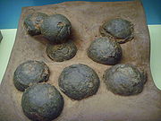 Huevos de dinosaurio de Mongolia  