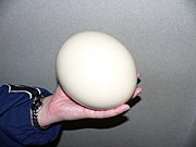 Un œuf d'autruche