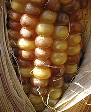 Plamy w kukurydzy są mutacjami spowodowanymi przez transpozony