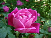 De Rosa chinensis is een bloem die mei symboliseert.  