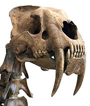 Cranio di Smilodon e vertebre cervicali superiori