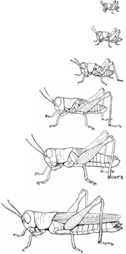 Sechs Entwicklungsstadien, von der frisch geschlüpften Nymphe bis zum vollständig geflügelten Erwachsenen. (Melanoplus-Sanguinipes)