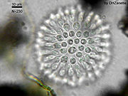 Sphaeroeca , een kolonie choanoflagellaten (ongeveer 230 individuen)  