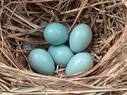 Huevos de estornino pinto (Sturnus vulgaris) en el nido  