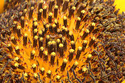 Eine einzelne 'Sonnenblume' ist ein Komposit aus vielen winzigen Blüten, ein Pseudanthium.