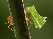 Due formiche tagliafoglie