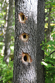 キツツキが餌を食べるために開けた穴（ケベック州ガティノー公園